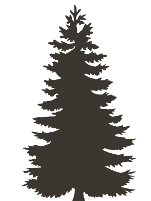 Silhouette Of An Evergreen Tree