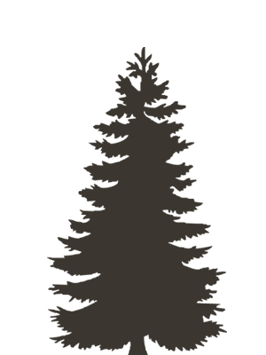 Silhouette Of An Evergreen Tree